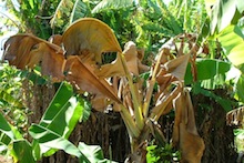 Banana affected by Fusarium wilt